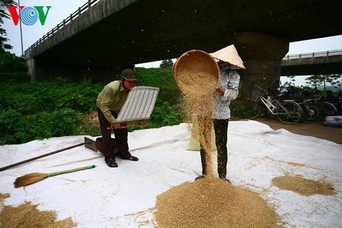 La moisson rizicole en plein Hanoï - ảnh 8